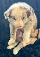 Bacon, a male Border Collie for sale in Ellijay, GA – 2 of 4