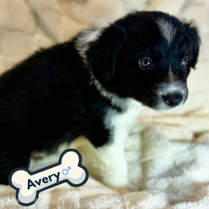 Avery – Border Collie puppy for sale in Ellijay, GA