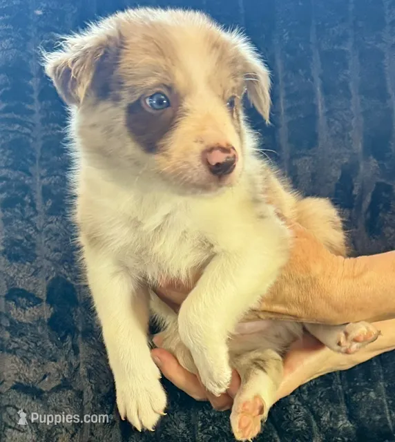 Banjo – Border Collie puppy for sale in Ellijay, GA