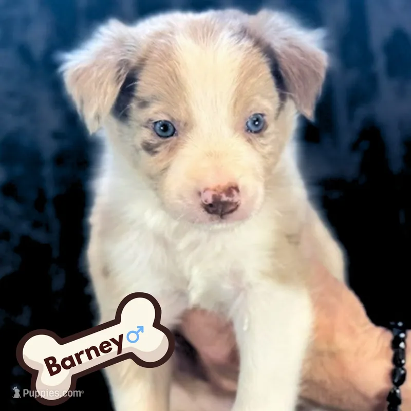 Barney – Border Collie puppy for sale in Ellijay, GA
