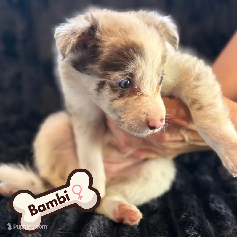 Bambi – Border Collie puppy for sale in Ellijay, GA