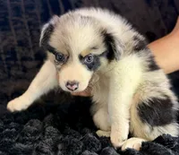 Atlas, a male Border Collie for sale in Ellijay, GA – 2 of 5