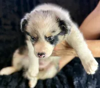 Atlas, a male Border Collie for sale in Ellijay, GA – 3 of 5