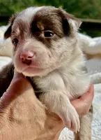 Biscuit, a male Border Collie for sale in Ellijay, GA – 4 of 5