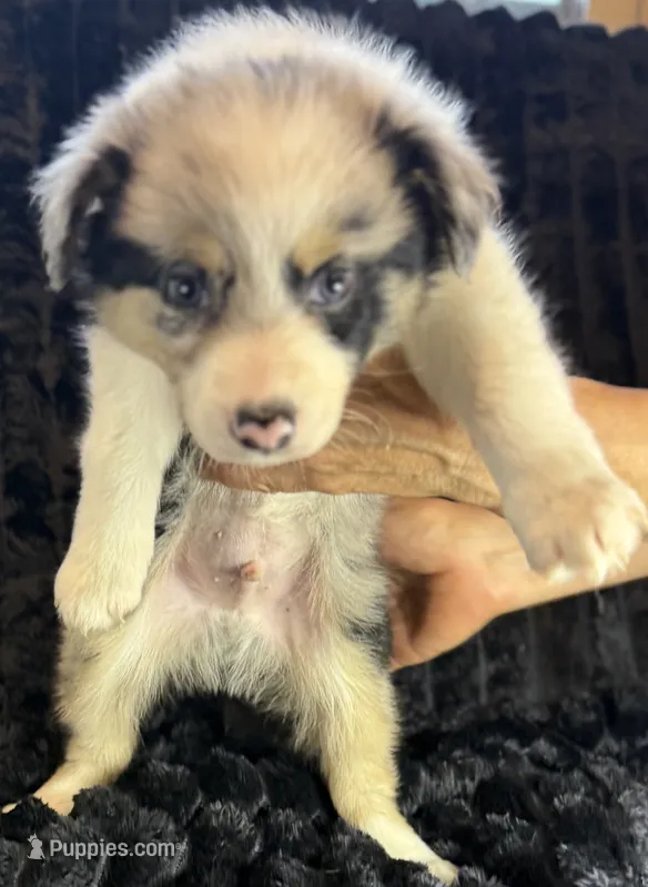 Atlas – Border Collie puppy for sale in Ellijay, GA