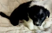 Avery, a male Border Collie for sale in Ellijay, GA – 2 of 5