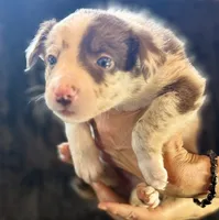 Biscuit, a male Border Collie for sale in Ellijay, GA – 2 of 5