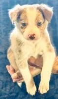 Barney, a male Border Collie for sale in Ellijay, GA – 2 of 4