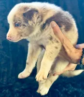 Bacon, a male Border Collie for sale in Ellijay, GA – 3 of 4