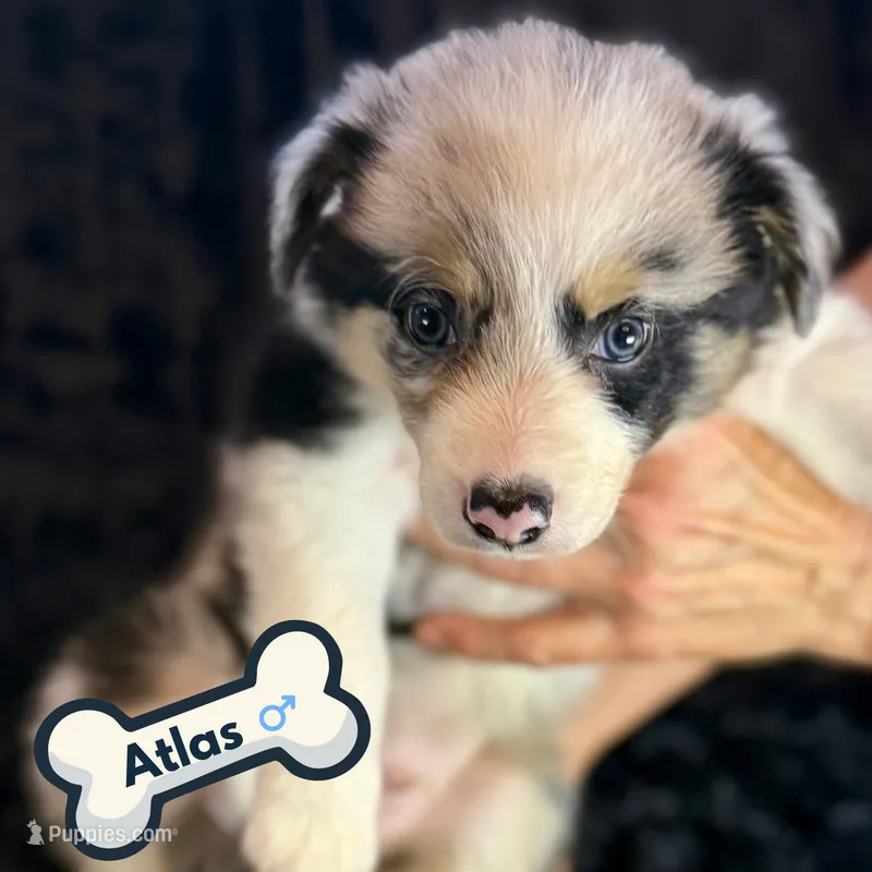 Atlas – Border Collie puppy for sale in Ellijay, GA