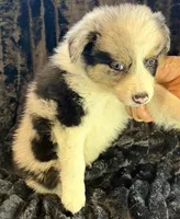Atlas, a male Border Collie for sale in Ellijay, GA – 4 of 5