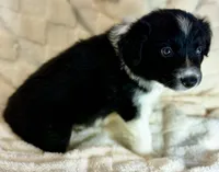Avery, a male Border Collie for sale in Ellijay, GA – 3 of 5