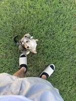 Bonnie, a female Australian Cattle Dog and Miniature Goldendoodle for sale in Fort Worth, TX – 1 of 1