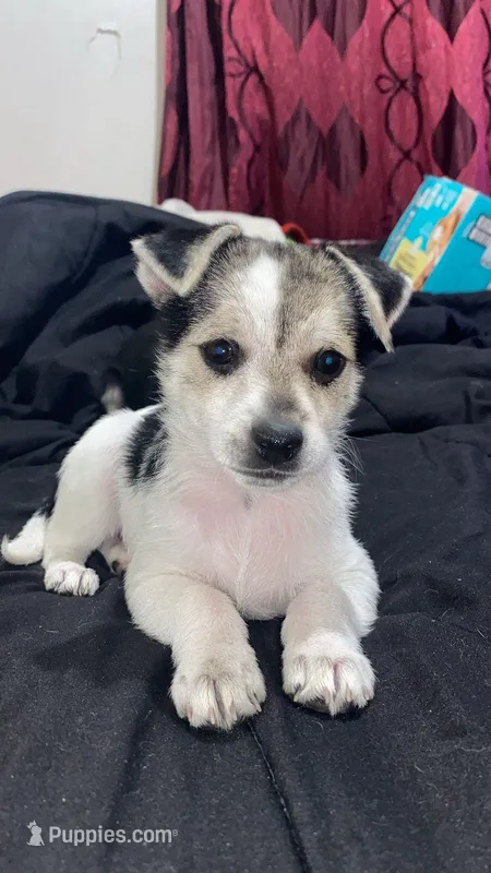 Oreo girl – Chihuahua puppy for sale in Apopka, FL