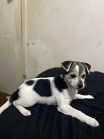 Oreo girl, a female Chihuahua for sale in Apopka, FL – Photo 2 of 9