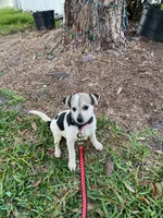 Oreo girl, a female Chihuahua for sale in Apopka, FL – Photo 8 of 8