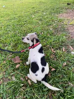 Oreo girl, a female Chihuahua for sale in Apopka, FL – Photo 6 of 8