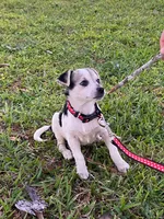 Oreo girl, a female Chihuahua for sale in Apopka, FL – Photo 2 of 8