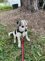 Oreo girl, a female Chihuahua for sale in Apopka, FL – Photo 7 of 8