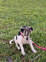 Oreo girl, a female Chihuahua for sale in Apopka, FL – Photo 3 of 8