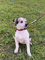 Oreo girl, a female Chihuahua for sale in Apopka, FL – Photo 1 of 8