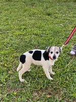 Oreo girl, a female Chihuahua for sale in Apopka, FL – Photo 4 of 8