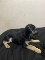 Boy Zeus, a male Chihuahua for sale in Apopka, FL – Photo 5 of 9