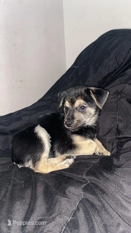 Boy Zeus – Chihuahua puppy for sale in Apopka, FL