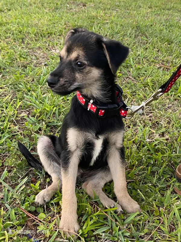 Boy Zeus – Chihuahua puppy for sale in Apopka, FL