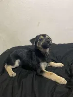 Boy Zeus, a male Chihuahua for sale in Apopka, FL – Photo 2 of 9