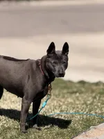 Luna , a female Thai Ridgeback for sale in Henderson, CO – 3 of 4