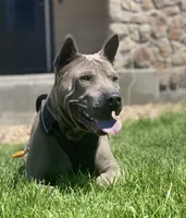 Onyx, a male Thai Ridgeback for sale in Henderson, CO – 2 of 5