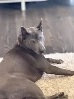 Luna , a female Thai Ridgeback for sale in Henderson, CO – 4 of 4