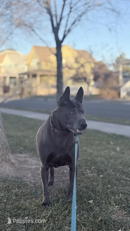 Luna  – Thai Ridgeback puppy for sale in Henderson, CO