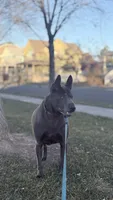 Luna , a female Thai Ridgeback for sale in Henderson, CO – 1 of 4