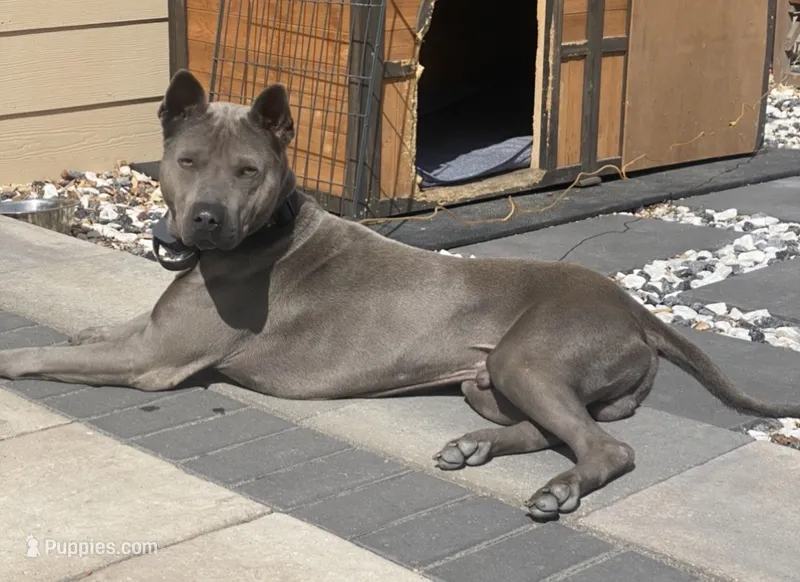Onyx – Thai Ridgeback puppy for sale in Henderson, CO