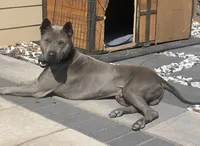 Onyx, a male Thai Ridgeback for sale in Henderson, CO – 1 of 5
