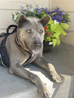 Onyx, a male Thai Ridgeback for sale in Henderson, CO – 5 of 5
