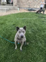 Onyx, a male Thai Ridgeback for sale in Henderson, CO – 4 of 5
