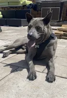 Onyx, a male Thai Ridgeback for sale in Henderson, CO – 3 of 5