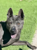 Luna , a female Thai Ridgeback for sale in Henderson, CO – 2 of 4
