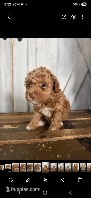 Penny – Poodle - Toy  puppy for sale in Cleveland, TN