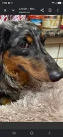 Lincoln, a male Miniature Dachshund for sale in Cleveland, TN – 3 of 3