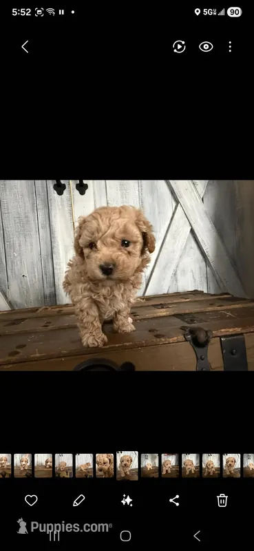 Sammy – Poodle - Toy  puppy for sale in Cleveland, TN