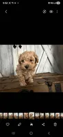 Sammy, a male Poodle - Toy  for sale in Cleveland, TN – Photo 2 of 2