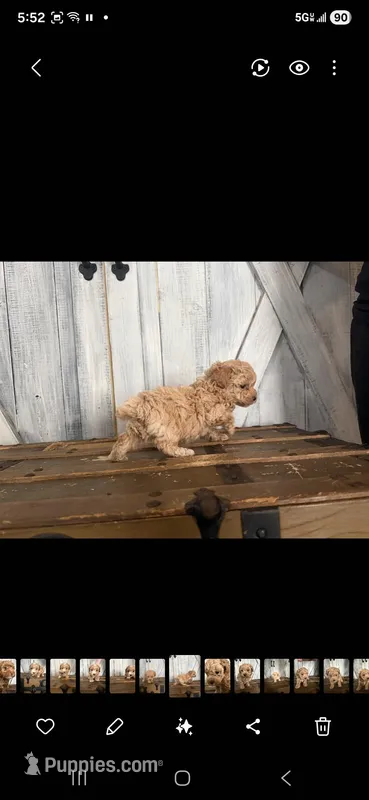 Sammy – Poodle - Toy  puppy for sale in Cleveland, TN