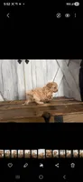 Sammy, a male Poodle - Toy  for sale in Cleveland, TN – Photo 1 of 2