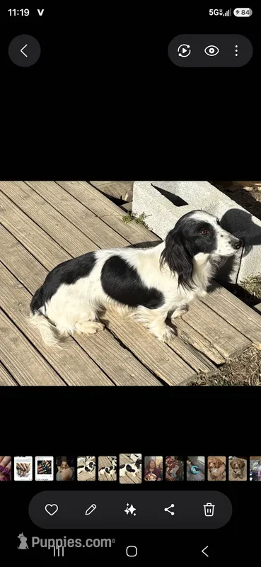 Trio long hair  – Miniature Dachshund puppy for sale in Cleveland, TN