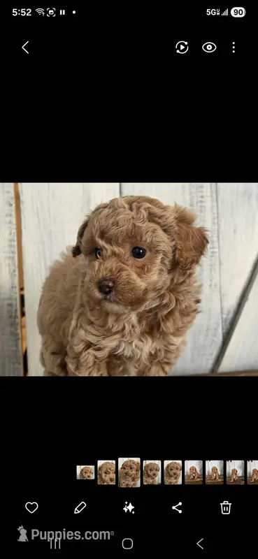 Bubba – Poodle - Toy  puppy for sale in Cleveland, TN