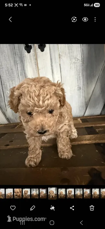 Bubba – Poodle - Toy  puppy for sale in Cleveland, TN